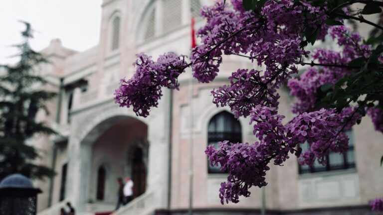 Impasse des Lilas, Aix-Villemaur-Pâlis : par quelle rue y accéder ?